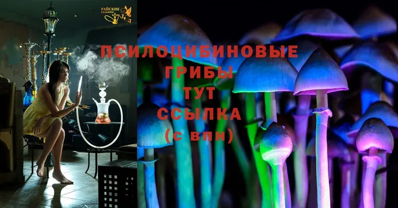 Псилоцибиновые грибы Psilocybine cubensis  хочу   omg зеркало  Егорьевск 